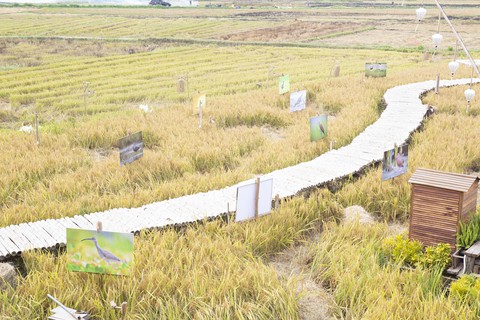 Cánh đồng lúa ST25 chín vàng được biến thành không gian triển lãm ảnh - Ảnh 1. Cánh đồng lúa ST25 chín vàng được biến thành không gian triển lãm ảnh - Ảnh 1.