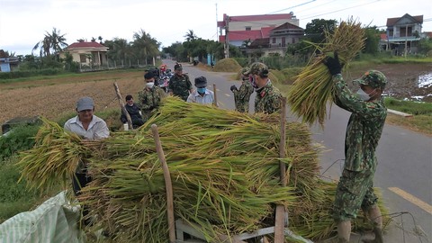 Hàng trăm cán bộ chiến sĩ Quân khu 5 gặt lúa chạy ngập giúp dân - Ảnh 5. Hàng trăm cán bộ chiến sĩ Quân khu 5 gặt lúa chạy ngập giúp dân - Ảnh 5.