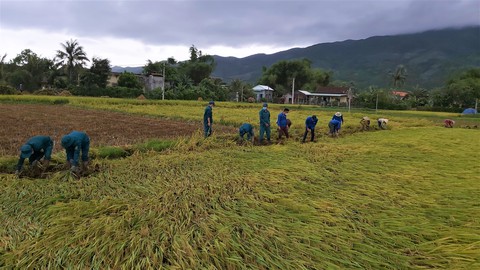 Hàng trăm cán bộ chiến sĩ Quân khu 5 gặt lúa chạy ngập giúp dân - Ảnh 4. Hàng trăm cán bộ chiến sĩ Quân khu 5 gặt lúa chạy ngập giúp dân - Ảnh 4.