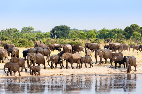 Dân Zimbabwe khổ vì bảo tồn voi quá tốt - Ảnh 1. Dân Zimbabwe khổ vì bảo tồn voi quá tốt - Ảnh 1.
