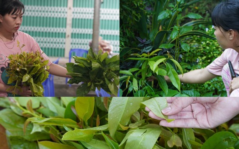 Lên Núi Cấm, nhấm tuyệt đỉnh rau rừng - Ảnh 8. Lên Núi Cấm, nhấm tuyệt đỉnh rau rừng - Ảnh 8.