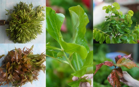 Lên Núi Cấm, nhấm tuyệt đỉnh rau rừng - Ảnh 1. Lên Núi Cấm, nhấm tuyệt đỉnh rau rừng - Ảnh 1.