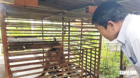 Nuôi khỉ dòm nhà ở TP.HCM: Coi chừng rước họa vào thân - Ảnh 1. Nuôi khỉ dòm nhà ở TP.HCM: Coi chừng rước họa vào thân - Ảnh 1.
