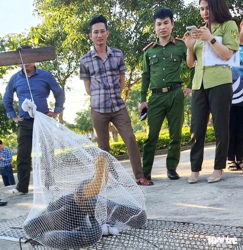 Rắn hổ mang chúa dài hơn 3m bò vào trường học ở Hà Tĩnh - Ảnh 2. Rắn hổ mang chúa dài hơn 3m bò vào trường học ở Hà Tĩnh - Ảnh 2.