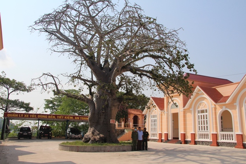 Kỳ lạ bao báp cổ thụ trên đỉnh núi ở Hà Tiên - Ảnh 1. Kỳ lạ bao báp cổ thụ trên đỉnh núi ở Hà Tiên - Ảnh 1.