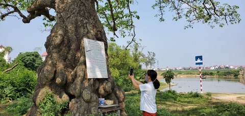 Cội gạo thiêng bên dòng Như Nguyệt xưa - Ảnh 4. Cội gạo thiêng bên dòng Như Nguyệt xưa - Ảnh 4.