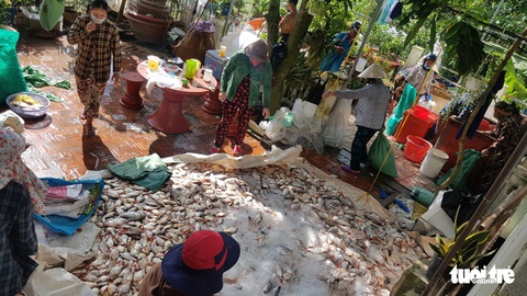 Di dời trên 20 bè cá Châu Đốc ra khỏi nơi có hàng trăm tấn cá chết - Ảnh 3. Di dời trên 20 bè cá Châu Đốc ra khỏi nơi có hàng trăm tấn cá chết - Ảnh 3.