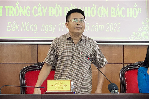 Đắk Nông trồng 1 triệu cây thông dọc quốc lộ 14, 28 - Ảnh 3. Đắk Nông trồng 1 triệu cây thông dọc quốc lộ 14, 28 - Ảnh 3.