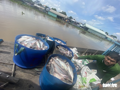Kết quả bước đầu nguyên nhân khiến hàng trăm tấn cá chết bất thường ở làng bè Châu Đốc - Ảnh 2. Kết quả bước đầu nguyên nhân khiến hàng trăm tấn cá chết bất thường ở làng bè Châu Đốc - Ảnh 2.