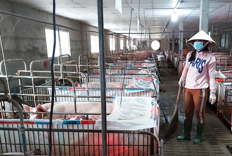 Vật giá tăng cao, nhiều nông dân bỏ chuồng, bỏ vụ - Ảnh 1. Vật giá tăng cao, nhiều nông dân bỏ chuồng, bỏ vụ - Ảnh 1.