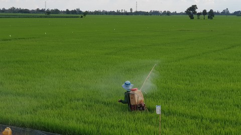Nông dân miền Tây bỏ ruộng vì phân bón - Ảnh 2. Nông dân miền Tây bỏ ruộng vì phân bón - Ảnh 2.