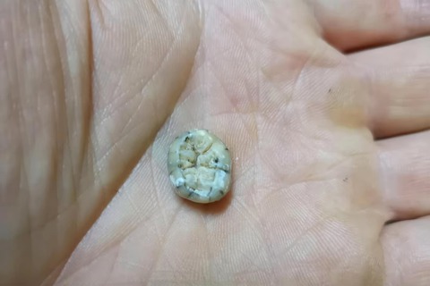 Chiếc răng giúp phát hiện bí ẩn lớn nhất trong quá trình tiến hóa của loài người - Ảnh 2. Chiếc răng giúp phát hiện bí ẩn lớn nhất trong quá trình tiến hóa của loài người - Ảnh 2.