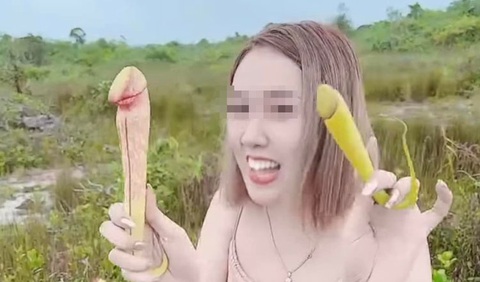Cây hình dương vật ở Campuchia nguy cơ tuyệt chủng vì bị... phụ nữ hái - Ảnh 1. Cây hình dương vật ở Campuchia nguy cơ tuyệt chủng vì bị... phụ nữ hái - Ảnh 1.