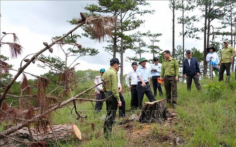 Chủ tịch tỉnh Lâm Đồng kiểm tra vụ phá rừng thông quy mô lớn tại Đà Lạt - Ảnh 2. Chủ tịch tỉnh Lâm Đồng kiểm tra vụ phá rừng thông quy mô lớn tại Đà Lạt - Ảnh 2.