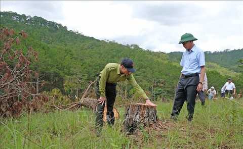 Chủ tịch tỉnh Lâm Đồng kiểm tra vụ phá rừng thông quy mô lớn tại Đà Lạt - Ảnh 1. Chủ tịch tỉnh Lâm Đồng kiểm tra vụ phá rừng thông quy mô lớn tại Đà Lạt - Ảnh 1.