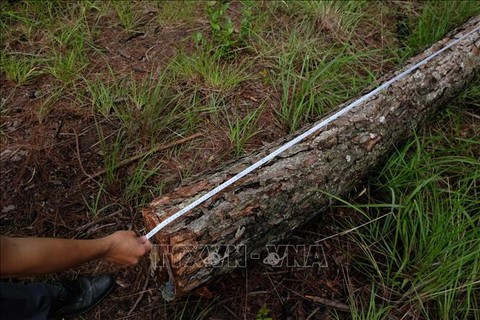 Chủ tịch tỉnh Lâm Đồng kiểm tra vụ phá rừng thông quy mô lớn tại Đà Lạt - Ảnh 7. Chủ tịch tỉnh Lâm Đồng kiểm tra vụ phá rừng thông quy mô lớn tại Đà Lạt - Ảnh 7.