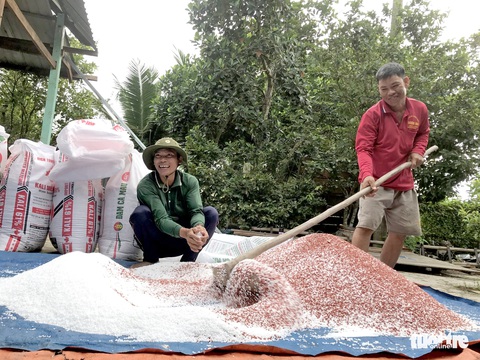 Nông dân miền Tây bỏ ruộng vì phân bón - Ảnh 1. Nông dân miền Tây bỏ ruộng vì phân bón - Ảnh 1.