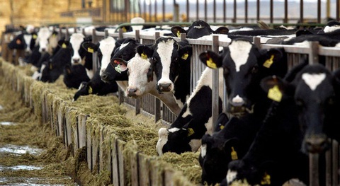 Vệ tinh phát hiện nguồn khí methane từ trại nuôi bò ở California - Ảnh 1. Vệ tinh phát hiện nguồn khí methane từ trại nuôi bò ở California - Ảnh 1.