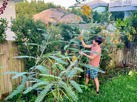 Ăn tô bún mắm nhỏ lại thèm cái lẩu lớn và chuyện trồng rau ở Úc - Ảnh 1. Ăn tô bún mắm nhỏ lại thèm cái lẩu lớn và chuyện trồng rau ở Úc - Ảnh 1.