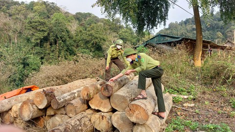 Thanh Hóa: Liên tiếp xảy ra nhiều vụ phá rừng tự nhiên ở huyện vùng cao Quan Sơn - Ảnh 2. Thanh Hóa: Liên tiếp xảy ra nhiều vụ phá rừng tự nhiên ở huyện vùng cao Quan Sơn - Ảnh 2.