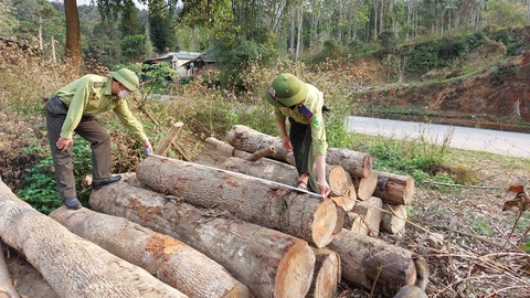 Thanh Hóa: Liên tiếp xảy ra nhiều vụ phá rừng tự nhiên ở huyện vùng cao Quan Sơn - Ảnh 1. Thanh Hóa: Liên tiếp xảy ra nhiều vụ phá rừng tự nhiên ở huyện vùng cao Quan Sơn - Ảnh 1.
