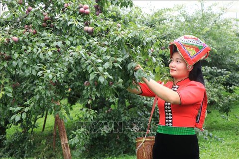 Ngon miệng với mận hậu Mộc Châu hái ăn tại vườn - Ảnh 3. Ngon miệng với mận hậu Mộc Châu hái ăn tại vườn - Ảnh 3.