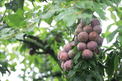 Ngon miệng với mận hậu Mộc Châu hái ăn tại vườn - Ảnh 1. Ngon miệng với mận hậu Mộc Châu hái ăn tại vườn - Ảnh 1.