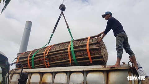 Cận cảnh cặp bánh tét 3,6 tấn dâng cúng Bà Chúa Xứ núi Sam - Ảnh 1. Cận cảnh cặp bánh tét 3,6 tấn dâng cúng Bà Chúa Xứ núi Sam - Ảnh 1.