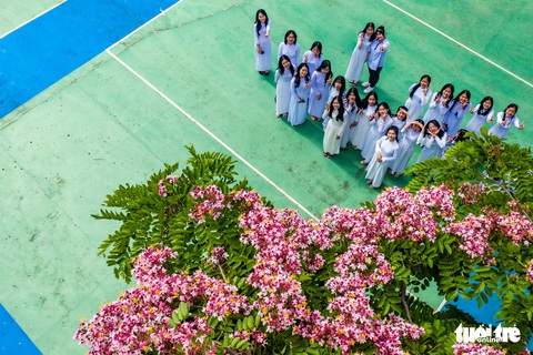 Đầu hè đến Bảo Lộc ngắm phượng hồng xôn xao góc phố - Ảnh 4. Đầu hè đến Bảo Lộc ngắm phượng hồng xôn xao góc phố - Ảnh 4.