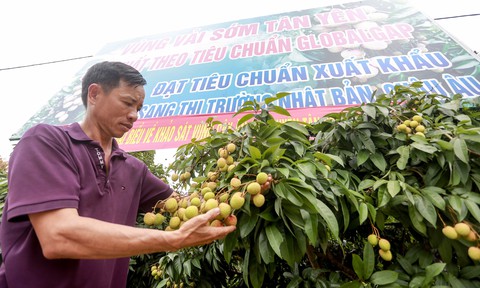 Vải thiều Bắc Giang có chất lượng cao nhất từ trước tới nay - Ảnh 2. Vải thiều Bắc Giang có chất lượng cao nhất từ trước tới nay - Ảnh 2.