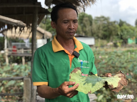 Nông dân trồng sen Đồng Tháp cầu cứu chuyên gia trị bệnh thối ngó, cháy lá - Ảnh 1. Nông dân trồng sen Đồng Tháp cầu cứu chuyên gia trị bệnh thối ngó, cháy lá - Ảnh 1.