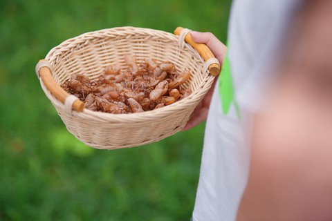 Sống ở Ecopark, trẻ có tuổi thơ gần gũi thiên nhiên - Ảnh 7. Sống ở Ecopark, trẻ có tuổi thơ gần gũi thiên nhiên - Ảnh 7.