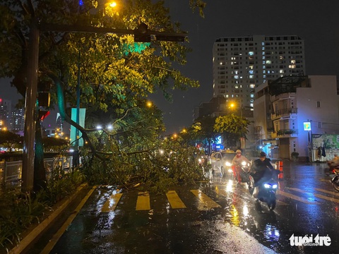 Vì sao cơn mưa dông đêm 26-5 tại TP.HCM làm gãy đổ nhiều cây? - Ảnh 3. Vì sao cơn mưa dông đêm 26-5 tại TP.HCM làm gãy đổ nhiều cây? - Ảnh 3.