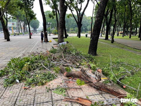 Vì sao cơn mưa dông đêm 26-5 tại TP.HCM làm gãy đổ nhiều cây? - Ảnh 1. Vì sao cơn mưa dông đêm 26-5 tại TP.HCM làm gãy đổ nhiều cây? - Ảnh 1.