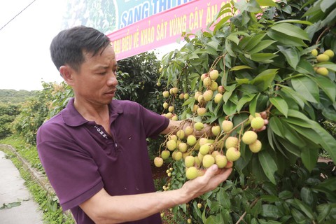 GIÁ CẢ HẰNG NGÀY (28-5): Sôi động thị trường 1-6; Vải thiều đắt hàng tại chợ và sàn online - Ảnh 2. GIÁ CẢ HẰNG NGÀY (28-5): Sôi động thị trường 1-6; Vải thiều đắt hàng tại chợ và sàn online - Ảnh 2.