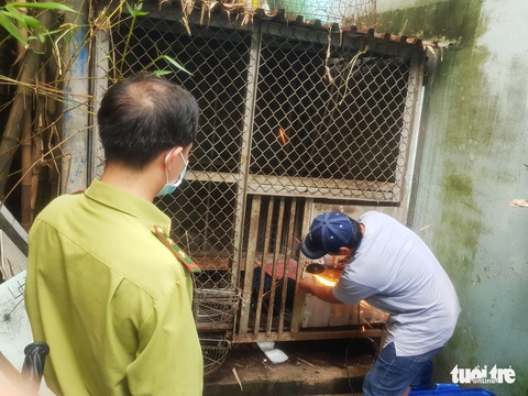 Một người dân ở quận 7 cắt ổ khóa, giao khỉ đuôi lợn nuôi 12 năm cho kiểm lâm - Ảnh 2. Một người dân ở quận 7 cắt ổ khóa, giao khỉ đuôi lợn nuôi 12 năm cho kiểm lâm - Ảnh 2.