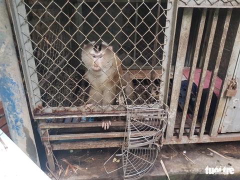 Một người dân ở quận 7 cắt ổ khóa, giao khỉ đuôi lợn nuôi 12 năm cho kiểm lâm - Ảnh 1. Một người dân ở quận 7 cắt ổ khóa, giao khỉ đuôi lợn nuôi 12 năm cho kiểm lâm - Ảnh 1.