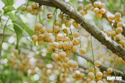 Về Cần Thơ nhớ thăm vườn dâu Hạ Châu thơm ngọt - Ảnh 2. Về Cần Thơ nhớ thăm vườn dâu Hạ Châu thơm ngọt - Ảnh 2.