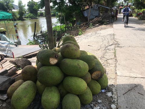 GIÁ CẢ HẰNG NGÀY 31-5: Giá mít thấp phải bán rẻ cho cá ăn; Xăng có thể tăng 600-800 đồng/lít - Ảnh 1. GIÁ CẢ HẰNG NGÀY 31-5: Giá mít thấp phải bán rẻ cho cá ăn; Xăng có thể tăng 600-800 đồng/lít - Ảnh 1.