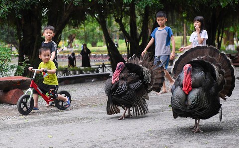 Trẻ em vui Quốc tế thiếu nhi ở đô thị triệu cây xanh - Ảnh 5. Trẻ em vui Quốc tế thiếu nhi ở đô thị triệu cây xanh - Ảnh 5.
