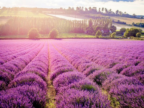 Tour Anh - Scotland khám phá mùa hoa lavender giá chỉ từ 49 triệu - Ảnh 5. Tour Anh - Scotland khám phá mùa hoa lavender giá chỉ từ 49 triệu - Ảnh 5.