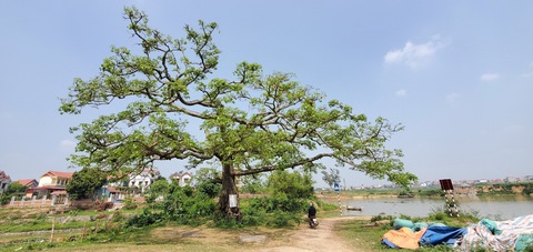 Cội gạo thiêng bên dòng Như Nguyệt xưa - Ảnh 2. Cội gạo thiêng bên dòng Như Nguyệt xưa - Ảnh 2.