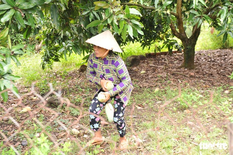 Xoài rớt giá, nhà vườn đua nhau phân lô, bán đất - Ảnh 1. Xoài rớt giá, nhà vườn đua nhau phân lô, bán đất - Ảnh 1.