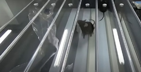 Nhóm nghiên cứu Trung Quốc dùng kỹ thuật ‘ma cà rồng’ giúp chuột cải lão hoàn đồng - Ảnh 1. Nhóm nghiên cứu Trung Quốc dùng kỹ thuật ‘ma cà rồng’ giúp chuột cải lão hoàn đồng - Ảnh 1.