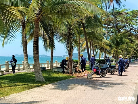 Hàng dừa ven đường biển Nha Trang bị đốn hạ, chính quyền nói gì? - Ảnh 5. Hàng dừa ven đường biển Nha Trang bị đốn hạ, chính quyền nói gì? - Ảnh 5.