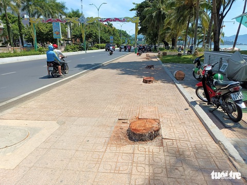 Hàng dừa ven đường biển Nha Trang bị đốn hạ, chính quyền nói gì? - Ảnh 1. Hàng dừa ven đường biển Nha Trang bị đốn hạ, chính quyền nói gì? - Ảnh 1.