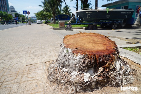 Hàng dừa ven đường biển Nha Trang bị đốn hạ, chính quyền nói gì? - Ảnh 3. Hàng dừa ven đường biển Nha Trang bị đốn hạ, chính quyền nói gì? - Ảnh 3.