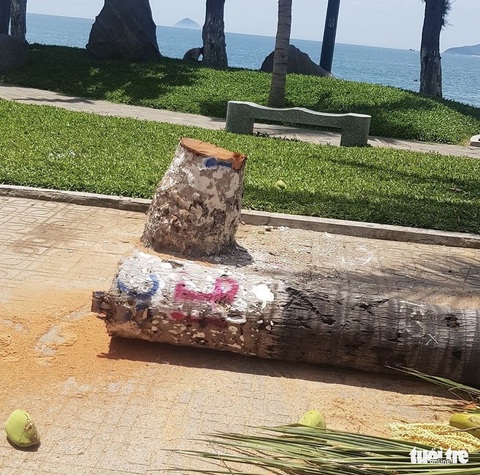 Hàng dừa ven đường biển Nha Trang bị đốn hạ, chính quyền nói gì? - Ảnh 2. Hàng dừa ven đường biển Nha Trang bị đốn hạ, chính quyền nói gì? - Ảnh 2.