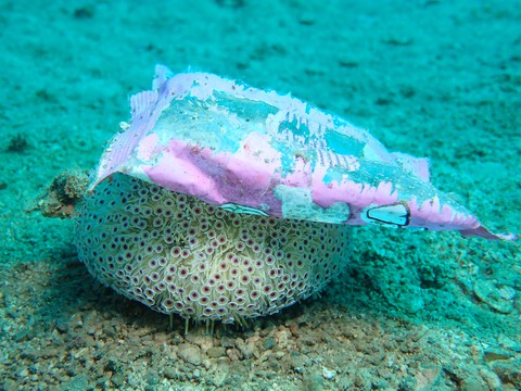 Nỗi đau san hô chết ở vịnh Nha Trang: Cứu ngay bây giờ hoặc không bao giờ! - Ảnh 3. Nỗi đau san hô chết ở vịnh Nha Trang: Cứu ngay bây giờ hoặc không bao giờ! - Ảnh 3.