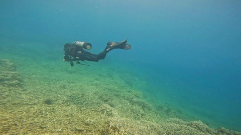 Nỗi đau san hô chết ở vịnh Nha Trang: Cứu ngay bây giờ hoặc không bao giờ! - Ảnh 1. Nỗi đau san hô chết ở vịnh Nha Trang: Cứu ngay bây giờ hoặc không bao giờ! - Ảnh 1.